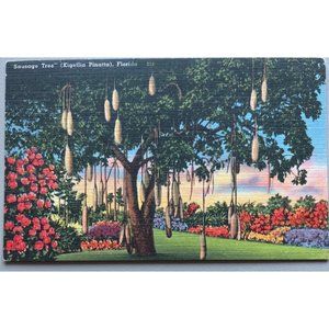 Sausage Tree Kigellia Pinatta Florida Postcard Souvenir Unpostmarked Vintage